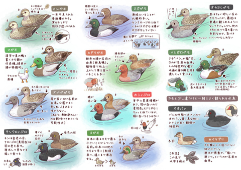 そのへんの池にいる カモずかん